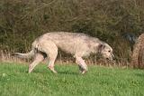 IRISH WOLFHOUND 347